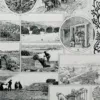 Planche botanique algues, illustration originale années 1930 – verso encadré en décoration murale
