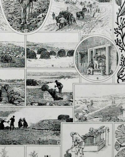 algue-mer-b22.jpg Planche botanique algues, illustration originale années 1930