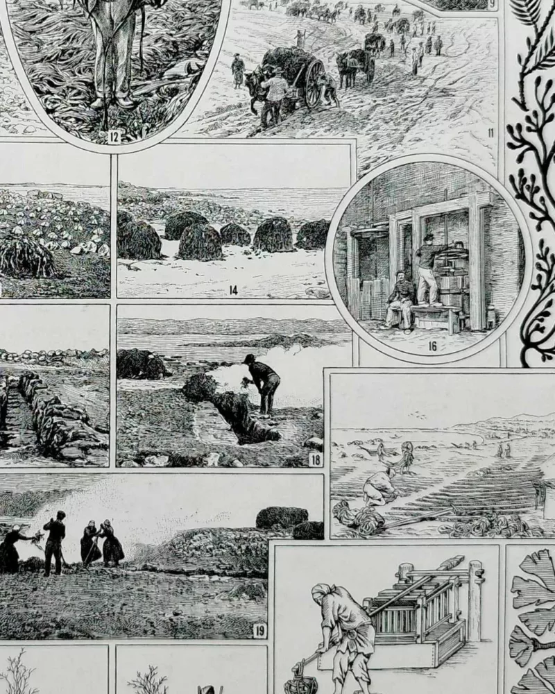 Planche botanique algues, illustration originale années 1930 – verso encadré en décoration murale