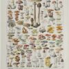 Champignons I, planche botanique originale 1929