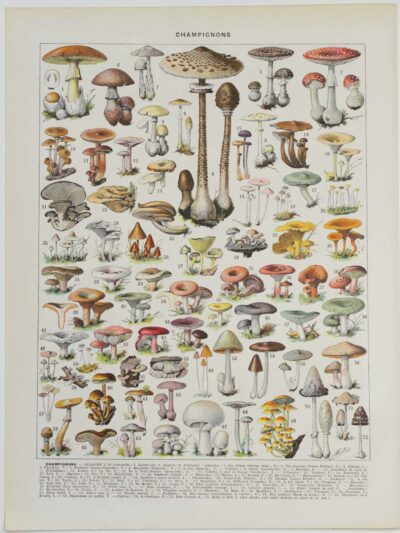 Champignons I, planche botanique originale 1929