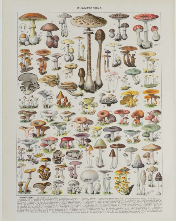 Champignons I, planche botanique originale 1929