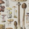 Champignons I, planche botanique originale 1929