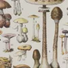 champignons-i-02 Champignons I, planche botanique originale 1929