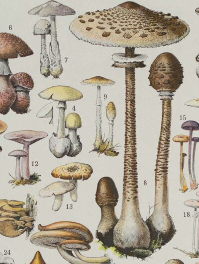 Champignons I, planche botanique originale 1929