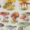 Champignons I, planche botanique originale 1929