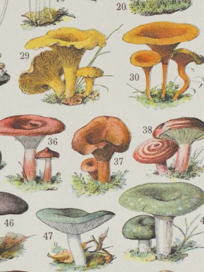 Champignons I, planche botanique originale 1929
