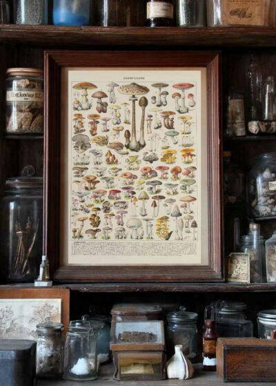 Champignons I, planche botanique originale 1929