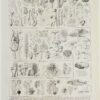 Champignons I, planche botanique originale 1929