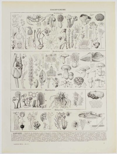 Champignons I, planche botanique originale 1929