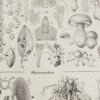 Champignons I, planche botanique originale 1929