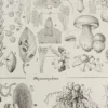 champignons-i-06 Champignons I, planche botanique originale 1929