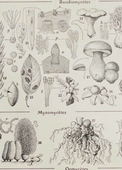 Champignons I, planche botanique originale 1929