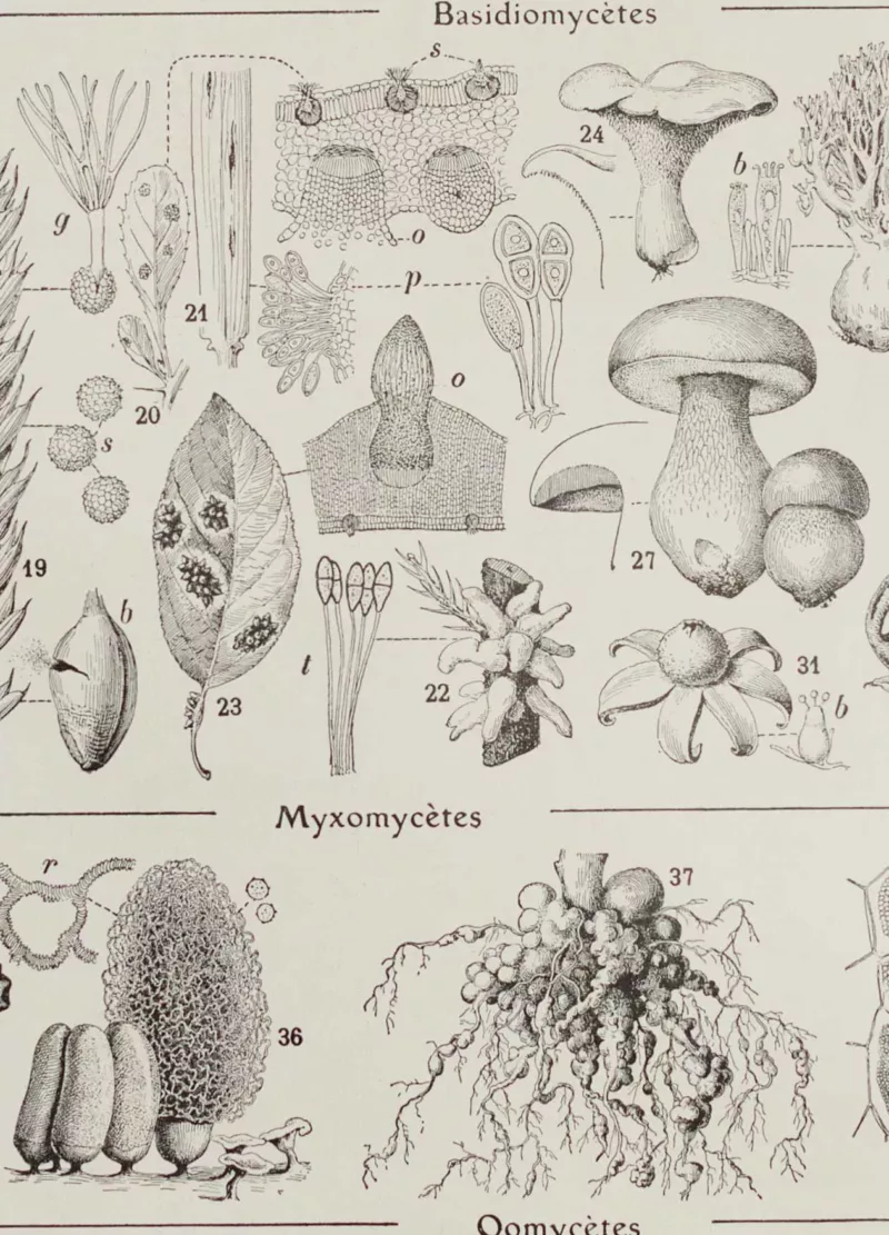 champignons-i-06 Champignons I, planche botanique originale 1929