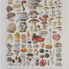Champignons II, planche botanique originale 1929