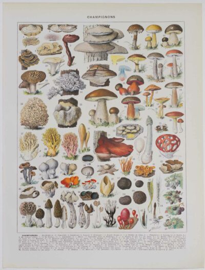 Champignons II, planche botanique originale 1929