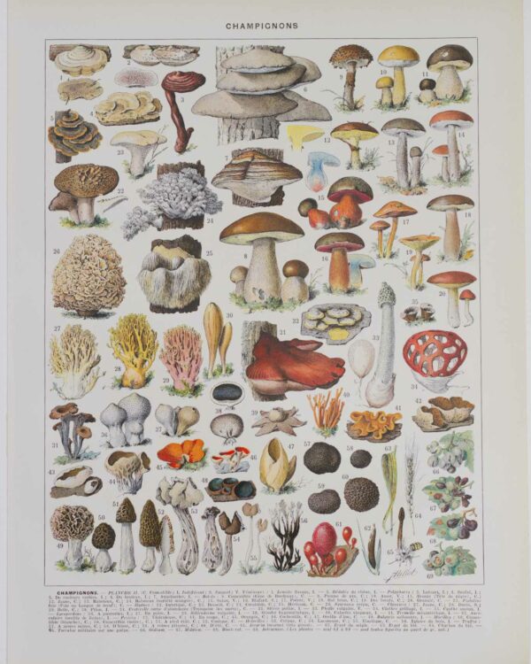 Champignons II, planche botanique originale 1929
