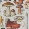Champignons II, planche botanique originale 1929