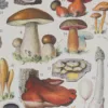 champignons-ii-02 Champignons II, planche botanique originale 1929