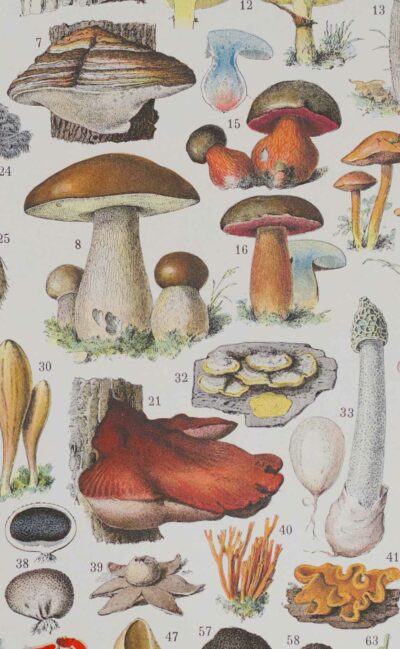 Champignons II, planche botanique originale 1929