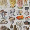 Champignons II, planche botanique originale 1929