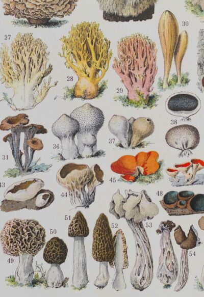 Champignons II, planche botanique originale 1929