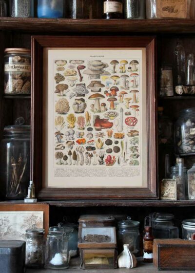 Champignons II, planche botanique originale 1929