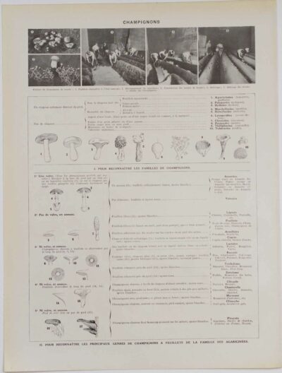 Champignons II, planche botanique originale 1929