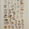 Champignons vénéneux et comestibles, planche médicale 1924