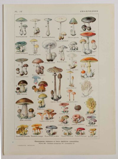 Champignons vénéneux et comestibles, planche médicale 1924