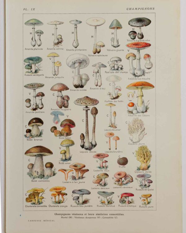 Champignons vénéneux et comestibles, planche médicale 1924