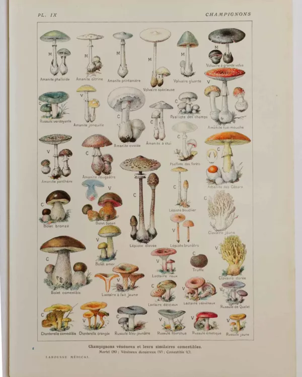 118A5921 Champignons vénéneux et comestibles, planche médicale 1924