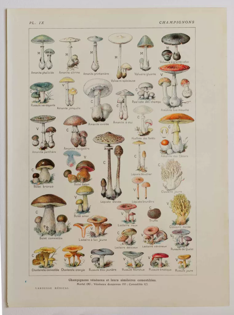 Champignons vénéneux et comestibles, planche médicale 1924