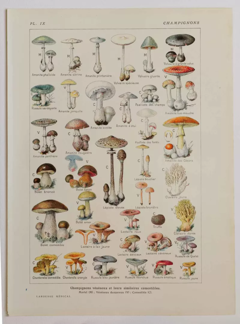 118A5921 Champignons vénéneux et comestibles, planche médicale 1924