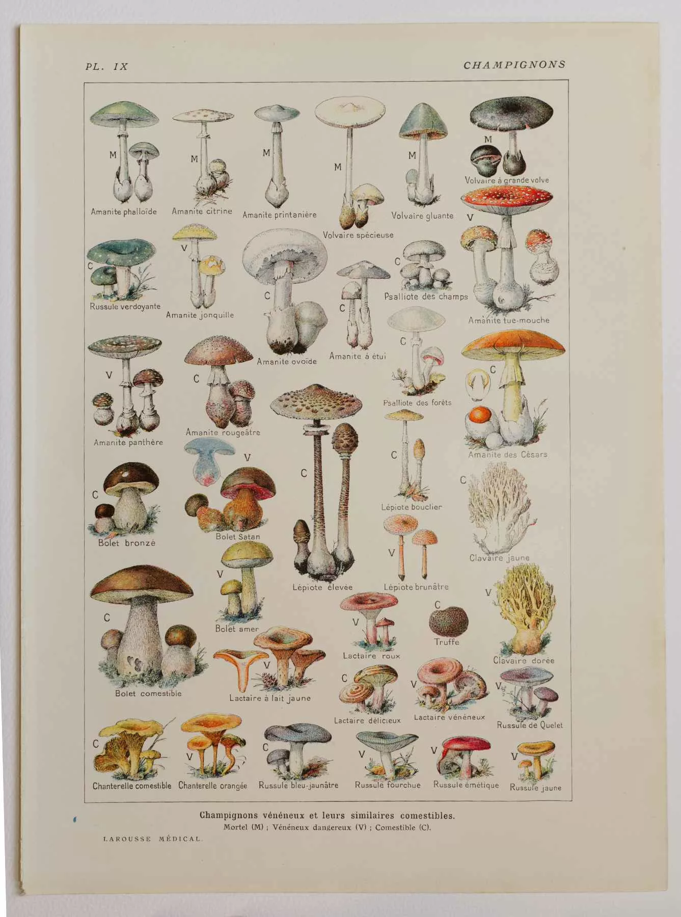 La lépiote élevée et ses stades, représentés dans le document de 1924.