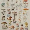 Champignons vénéneux et comestibles, planche médicale 1924