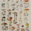 118A5921 Champignons vénéneux et comestibles, planche médicale 1924