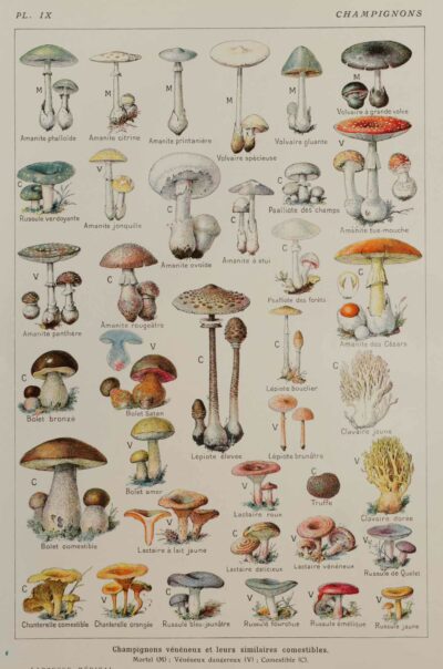 Champignons vénéneux et comestibles, planche médicale 1924