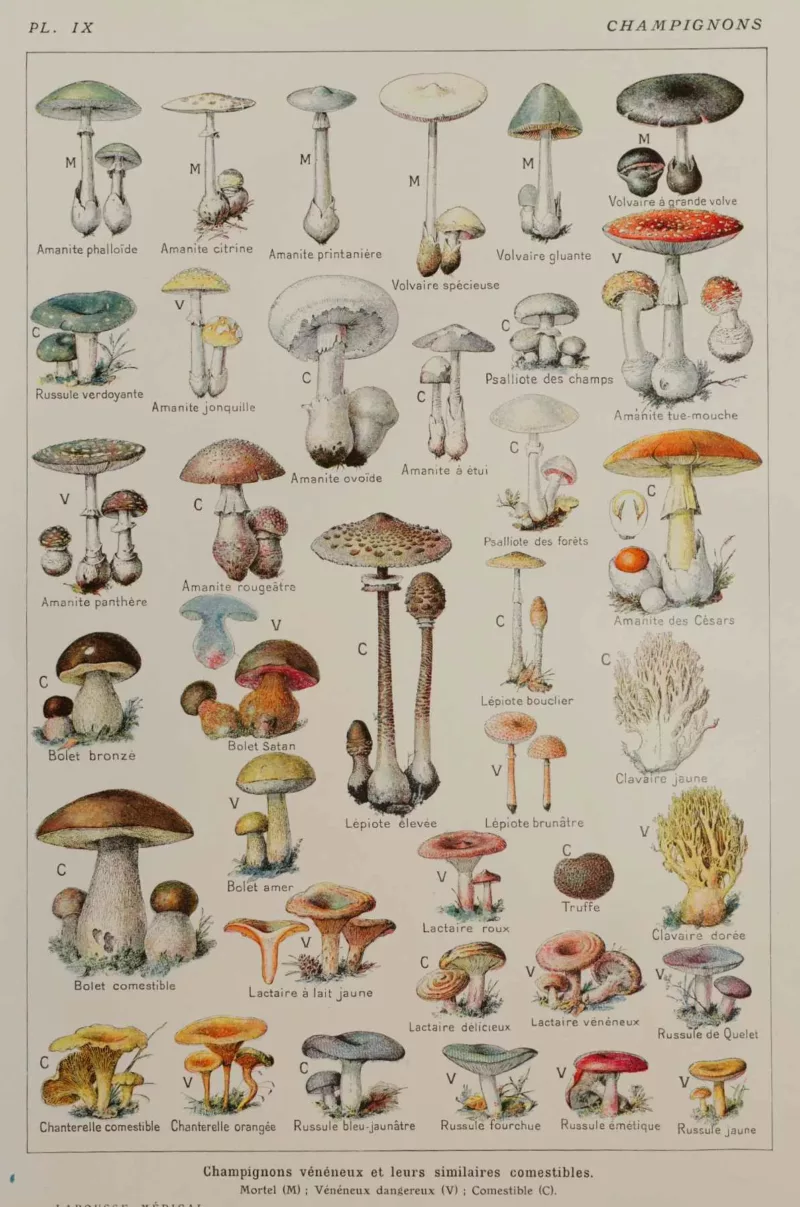 118A5921 Champignons vénéneux et comestibles, planche médicale 1924