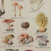Champignons vénéneux et comestibles, planche médicale 1924