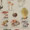 118A5921 Champignons vénéneux et comestibles, planche médicale 1924