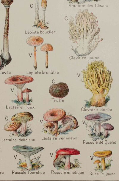 Champignons vénéneux et comestibles, planche médicale 1924