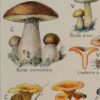 Champignons vénéneux et comestibles, planche médicale 1924