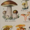 118A5921 Champignons vénéneux et comestibles, planche médicale 1924