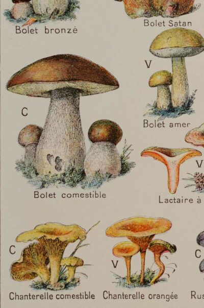 Champignons vénéneux et comestibles, planche médicale 1924