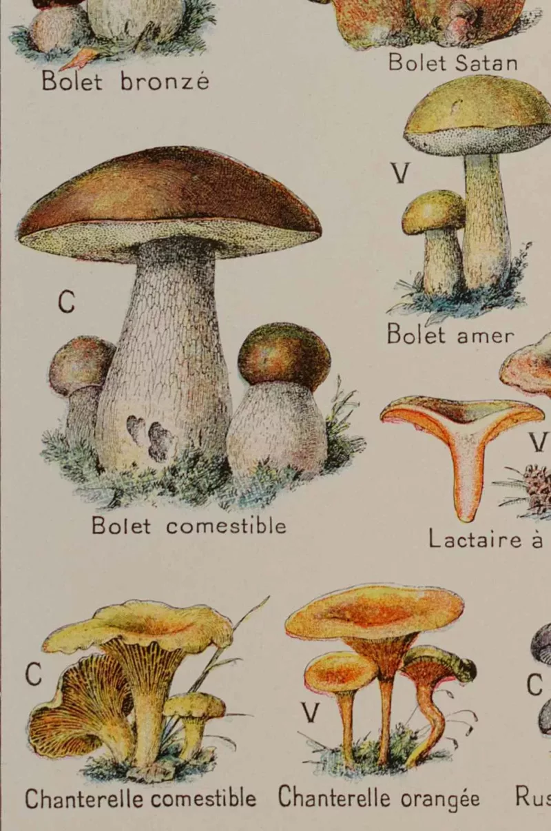 118A5921 Champignons vénéneux et comestibles, planche médicale 1924