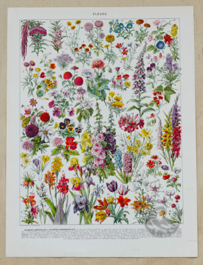 fleurs-annuelles-vivaces-01-1-scaled-1.jpg Fleurs n°1, plantes vivaces et annuelles, planche botanique 1930
