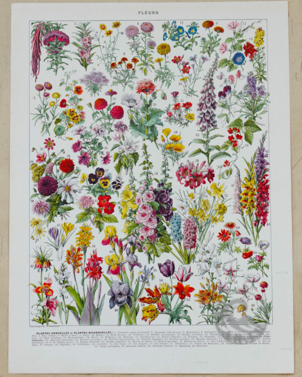 Fleurs n°1, plantes vivaces et annuelles, planche botanique 1930