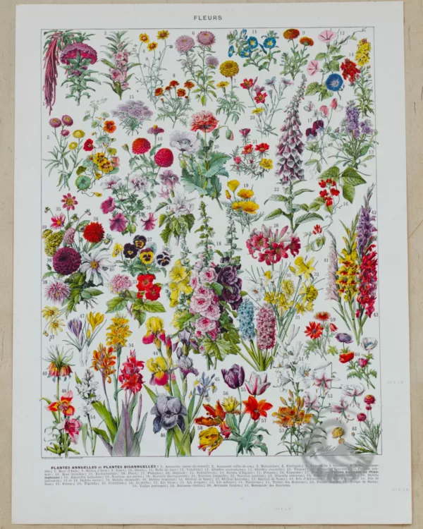 Fleurs n°1, plantes vivaces et annuelles, planche botanique 1930