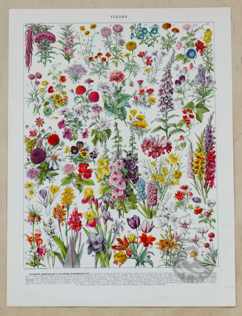 Fleurs n°1, plantes vivaces et annuelles, planche botanique 1930